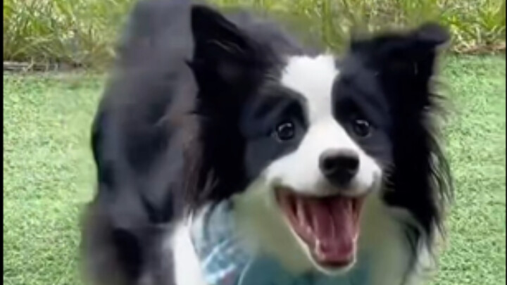 Anjing: Hewan peliharaan berkaki dua yang aku rawat, akhirnya mulai bisa bicara!