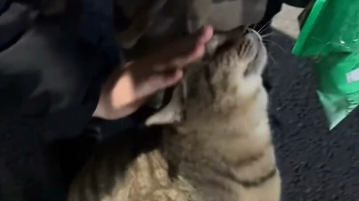 ได้มีโอกาสเป็นที่พึ่งให้กับน้องแมวสักครั้ง