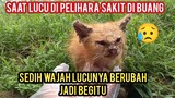 Allahu Akbar Anak Kucing Kena Scabies parah Mencari Induknya Sampai Basecamp Cats Lovers Tv..!