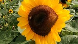 sunflowers and a bee