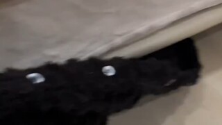 منذ أن اقتنيت قطة سوداء، أصبحت أشك كل يوم في أنني أعمى