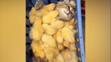 A cute kitten swamped by a crowd of chicks