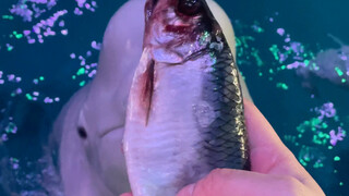 เสี่ยวเฮยโข่วซูฮ่าฮ่าฮ่า