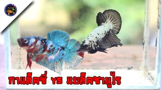 เพาะปลากัดพร้อมกัน2คู่ในลังโฟมใบเดียวช่วงอากาศเย็นสไตล์korattv