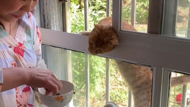 A stray cat fed by my mom finished eating but refuses to leave—now it’s even opening the window and 