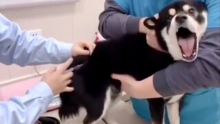 [Animals] Dog: are you human?