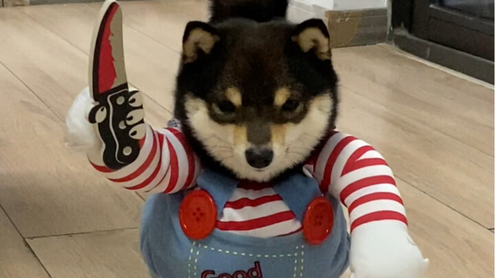 Don’t kill me with a puppy knife!