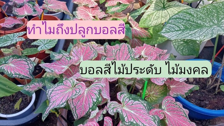 บอลสี ไม้ด่าง ไม้ประดับ และความเชื่อที่ปลูกบอลสี/โดยฮอยไทยอีสาน
