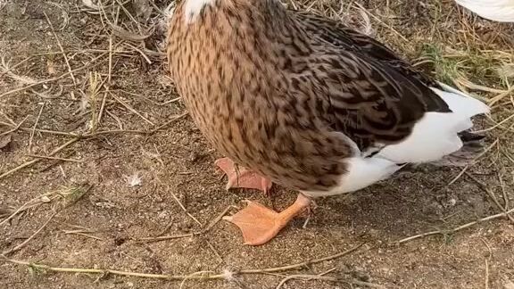 bebek gemoy