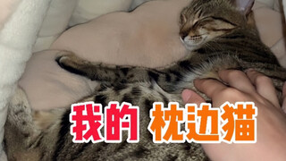 陪我睡了两年的枕边猫