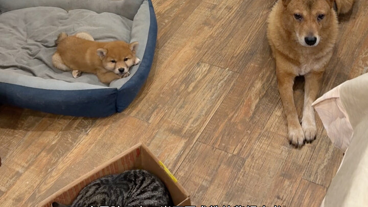 القطط والكلاب تتعاون في إعداد دليل الأخضر لنجاة الجراء في المنزل