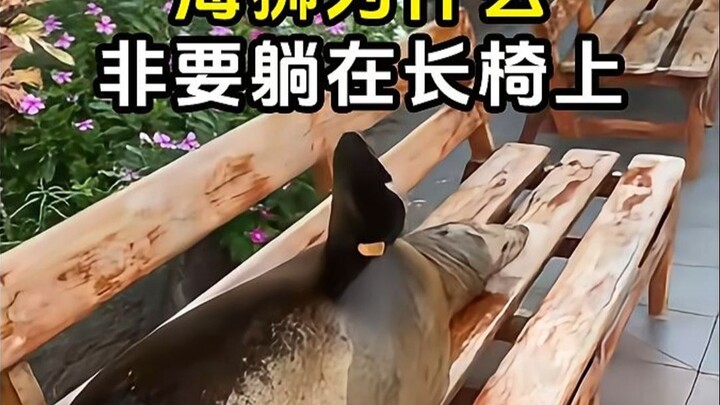 สิงโตทะเลกาลาปากอส ยึดม้านั่งนอนหลับ!