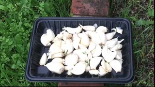 潮州媳妇和东北老公在加州湾区种大蒜