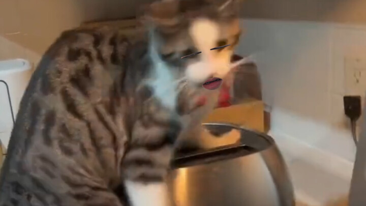 猫咪：我有我的判断！