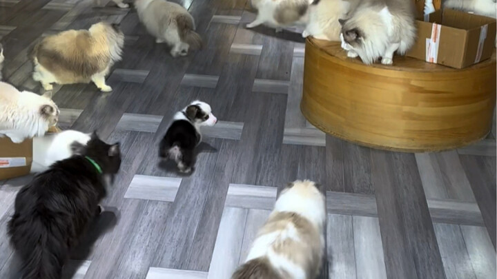 A Working Dog at the Cat Cafe