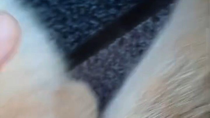 แมวเเง่วๆ