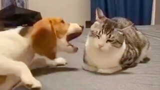 This is probably why cats hate dogs!