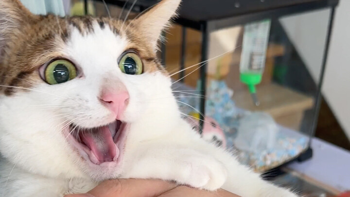 那一天 叔失去了它的肚毛