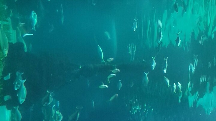 aquarium Barcelona