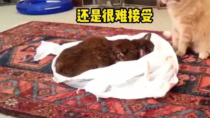 Meski sahabatnya sudah pergi ke Planet Kucing, kucing oranye itu tetap menunggu di tempat yang sama 