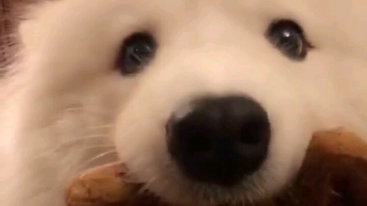 Come on, which video made you fall for its cuteness?