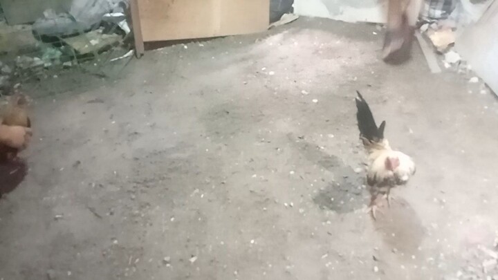 Win Micro Bantam 2xwin in 1 day kanan tari kalaban unscratched