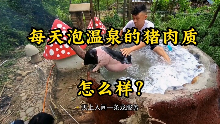 If pigs soak in hot springs every day, will their meat become super bouncy and tender?