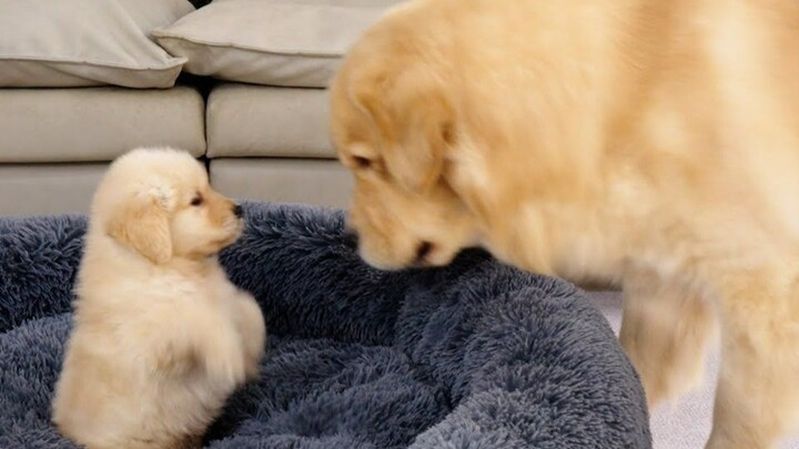 The little golden retriever boldly tries to have it out with its dad.