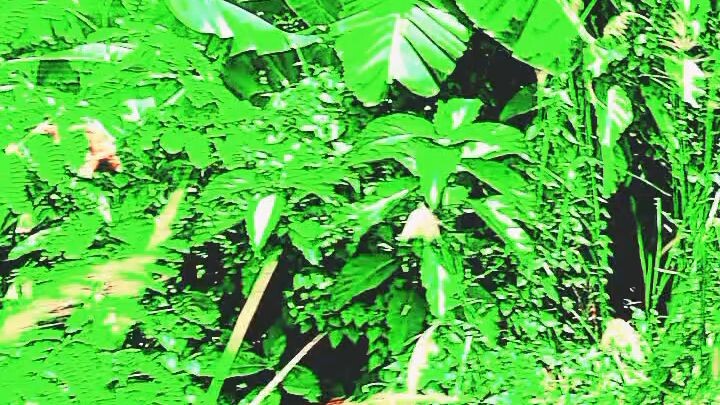 The greenery along the roadsides in Bangladesh is very beautiful.
