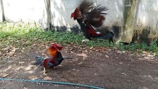 battle of cocks