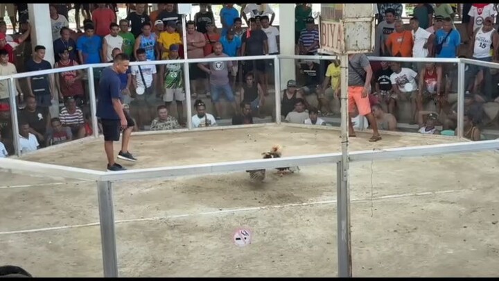 3WINS CHAMPION ₱20K 🐓🏆 1X gold, 2X bulik, 1X buyugon 09/13/25