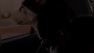Funny Dog