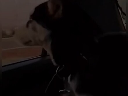 Anjing Lucu