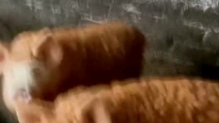 แกะหมู: ไอ้ตัวนี้มาอีกแล้ว