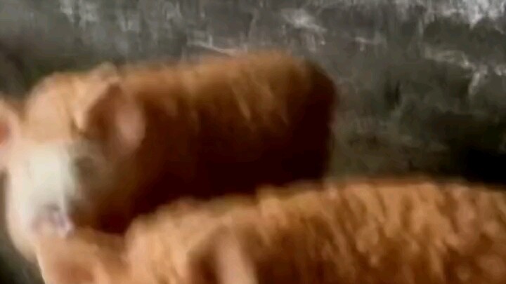 الخروف والخنزير: هذا الشخص جاء مجددًا!