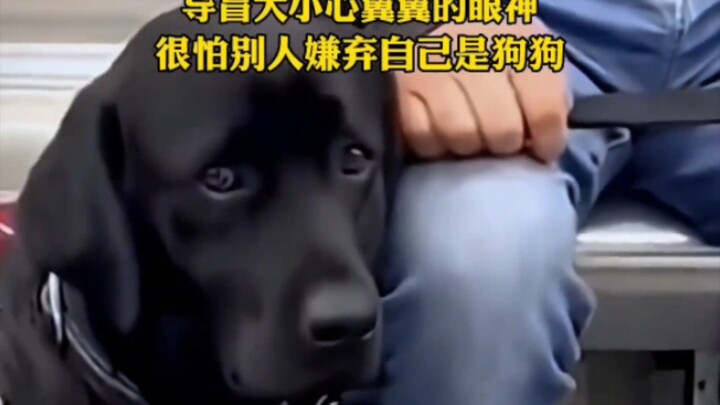 A gaze that can melt all malice