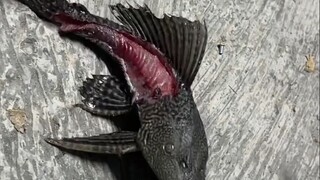 清道夫：这什么活阎王，做法太狠了？