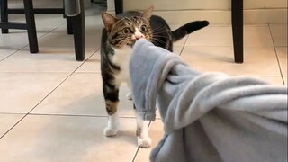 ฉันต้องการปลอกหมอนใบใหม่ [ฉี่เป็นแมว]