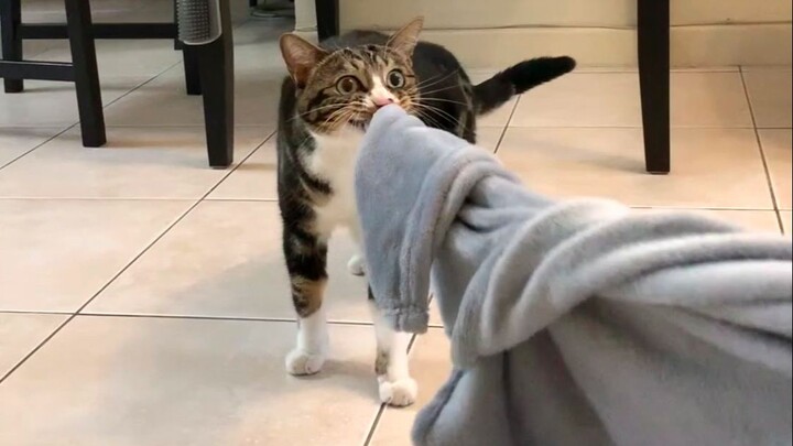 ฉันต้องการปลอกหมอนใบใหม่ [ฉี่เป็นแมว]