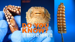 Come and see the strange structures of these creatures!