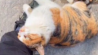 كيف يكون شعورك عندما يتم اختيارك من قبل قطة ضالة؟