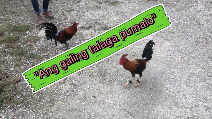 1st spar mga choi tingnan nating kung maayos ba pumalo👍🏽