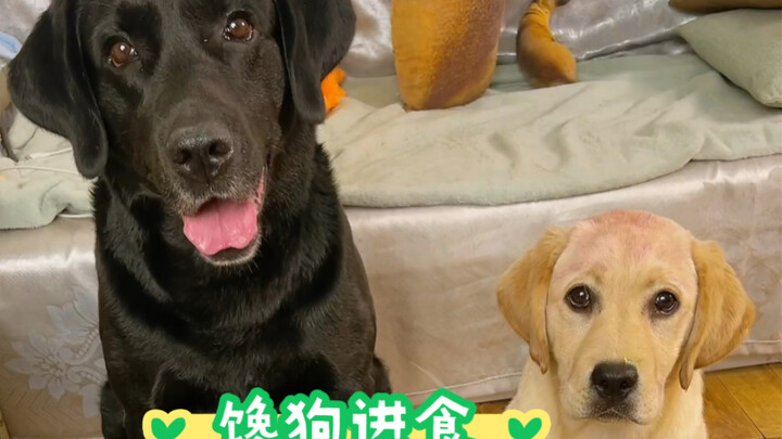 كلب جائع يأكل