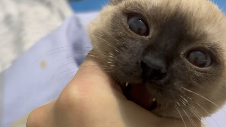 Boss, I'll bite you to death, meow