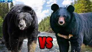 American Black Bear vs Asian Black Bear | SPORE