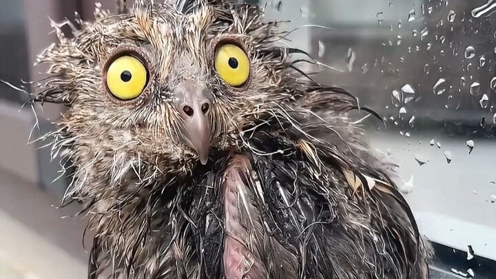 How big can the contrast be when an animal gets soaked? The result is truly surprising.