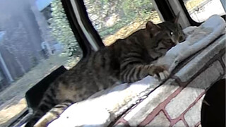 old man le cat car