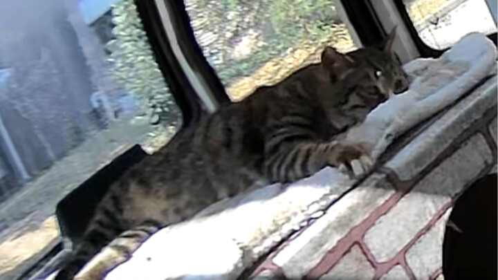 old man le cat car