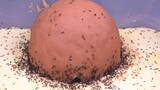 [Động vật] Kiến xây tổ từ một đống đất vàng