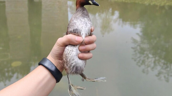 Seekor Burung Kuntul Keberuntungan